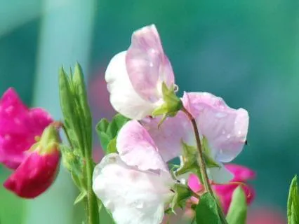 Elizabeth And Her German Garden, By E. Von Arnim, Chapter 7