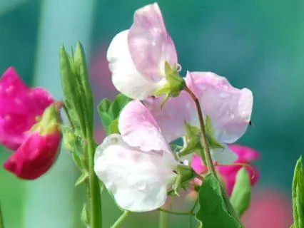 Elizabeth And Her German Garden: Chapter 9