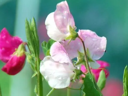 Elizabeth & Her German Garden, E Von Arnim, Chapter 12