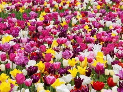 Ella And The Belt Of Truth