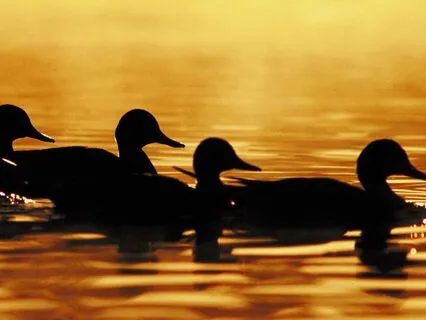 Ellie The Autistic Duck: Original Bedtime Story