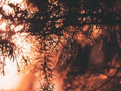 Embers • Nature-Inspired Ambient For Relaxation