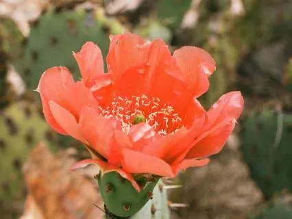 "Do The Hard Thing" -Somatic Support For Taking On Your Life