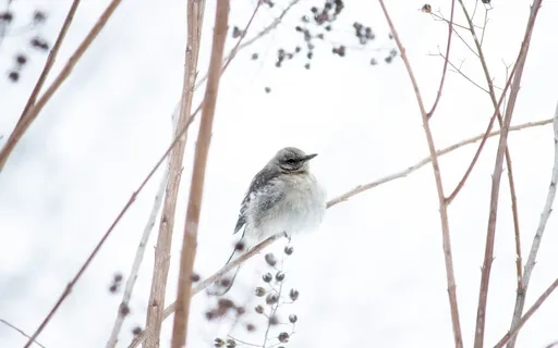 Embodied Loving Kindness