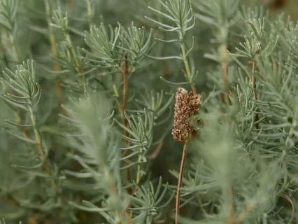 Embodied Reflections: Expectations & Disappointment