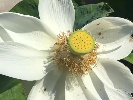 Embodied Self-Compassion & Sovereignty