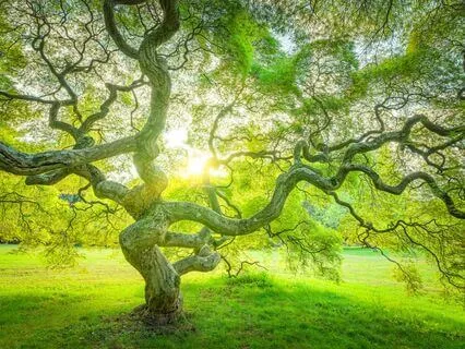 Embodiment And Imagination