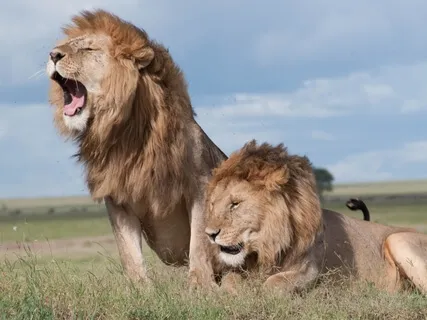 Embodiment Of A Lions Strength & Courage