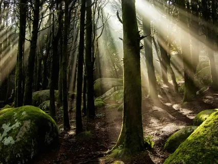 Embody Earthly Wisdom Yoga Nidra