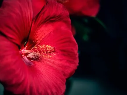 Embody More Prosperity, Pleasure And Play