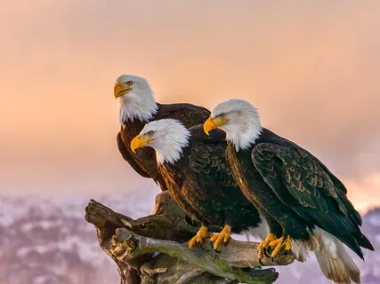 Embody The Spirit Of The Eagle