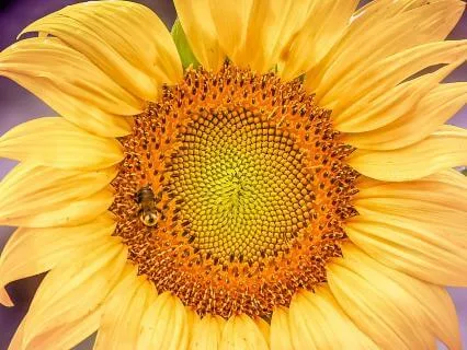 Embody Your Essence