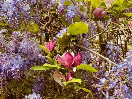 Embodying Compassion Meditation