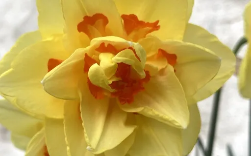 Embodying Compassion