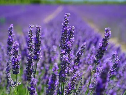 Embodying Ease With The Healing Power Of Lavender