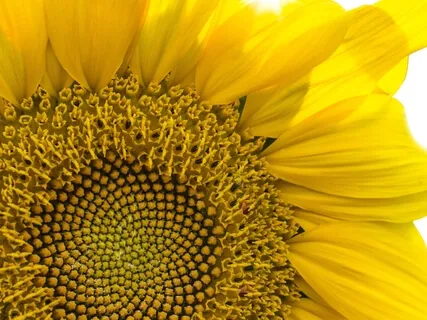 Embodying Infinite Potential