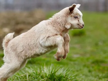 Embodying Joy And Play