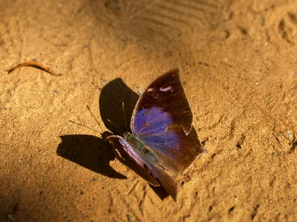 Embodying The Five Elements