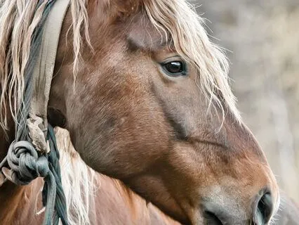 Embodying Wholesome Qualities Through Animal Wisdom