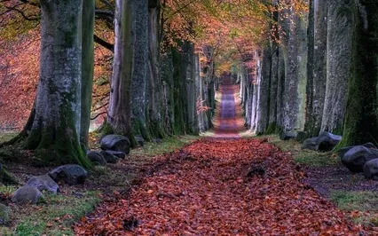 Embrace And Allow That Which Is To Be As It Is