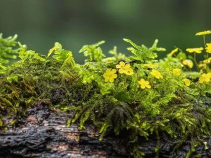 Embrace Change And Hidden Blessings: Toad Spirit Wisdom