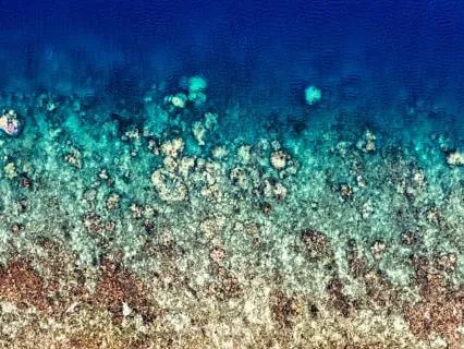 Embrace Change | Octopus Spirit Guide Blessing