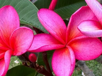 Embrace Emotional Wellbeing