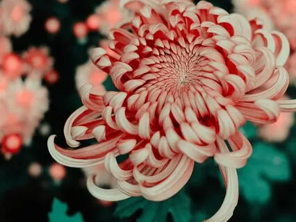 Embrace Imperfection ~ Meditation