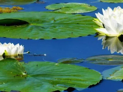 Embrace Self Compassion: Soothing And Empowering