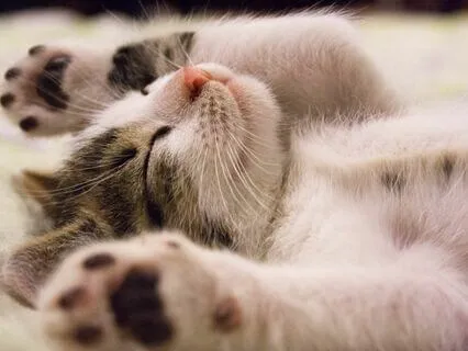 Embrace Serenity: Binaural Beats For Restful Sleep