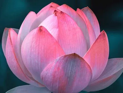 Embrace the All of Your Being