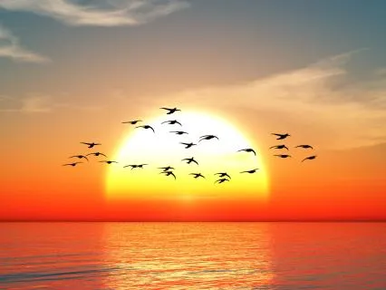 Embrace The Morning