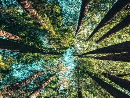 Embrace The Serenity Of Nature