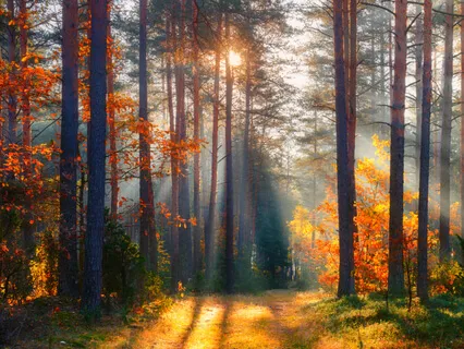 Embrace The Shadow Be The Light With Music