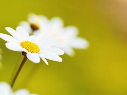 Embrace The Summer: A Yoga Nidra Journey