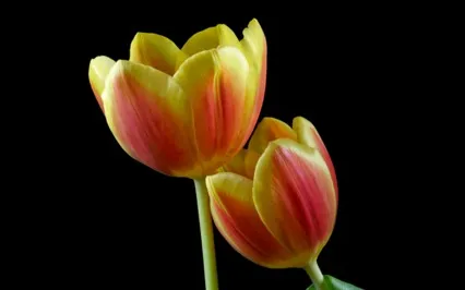 Embrace Your Creativity 