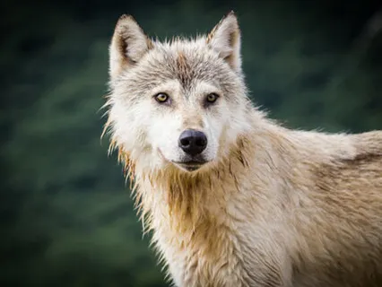 Embrace Your Energy Wolf