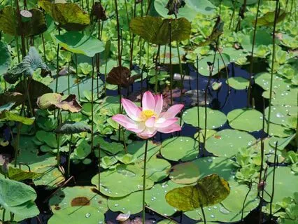 Embrace Your 'I Am' Greatness - Act As If No One Is Better