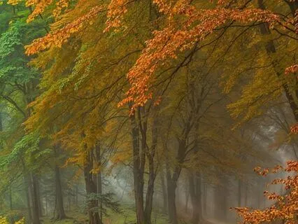 Embrace Your States & Walk With Honor