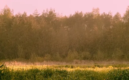 Embraces (432 Hz) [Nature Sounds And Music]