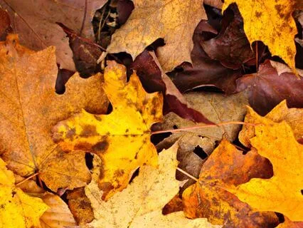 Embracing Autumn: A Mindful Walk Through Fall’s Beauty