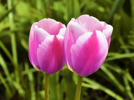 Embracing Both Polarities – Unraveling Shaltazar