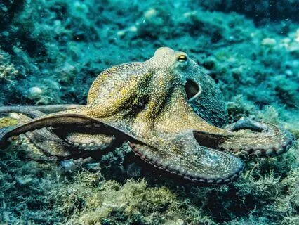 Embracing Calm Through The Arms Of The Octopus