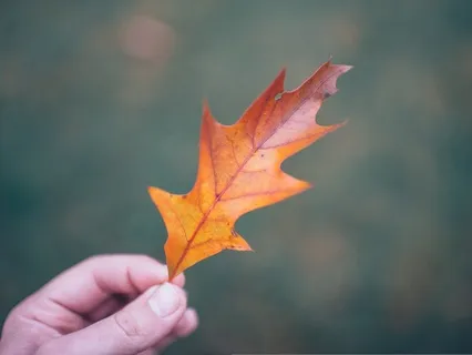 Embracing Change: A Guided Autumn Meditation