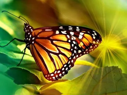 Embracing Change: A Meditation For Perimenopause