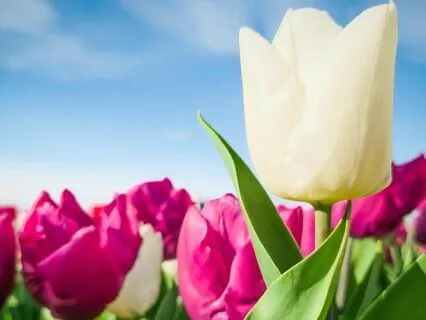 Embracing Constructive Rebellion: A Meditation (No Music)