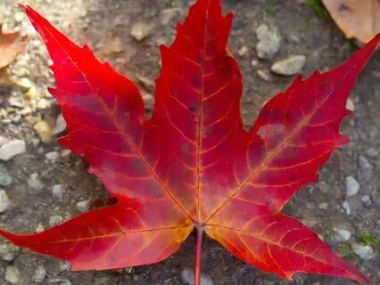 Embracing Grief: Navigating Loss With Mindfulness