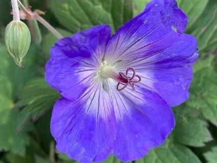 Embracing Inner Peace - A Vibrational Sound Meditation