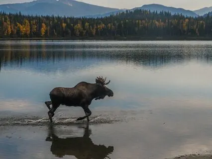 Embracing Inner Peace With Spirit Animal Moose