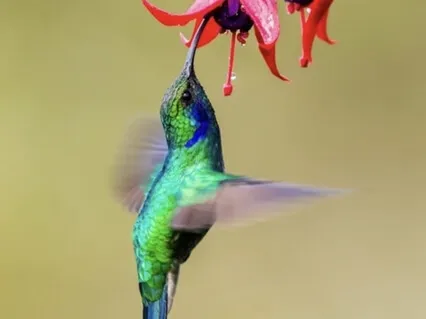 Embracing Joy - A Vibrational Sound Meditation